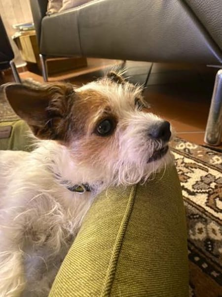 OSCAR-SANFTER CHARAKTER