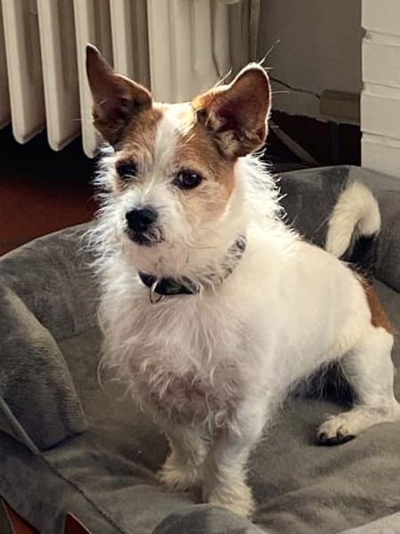 OSCAR-SANFTER CHARAKTER