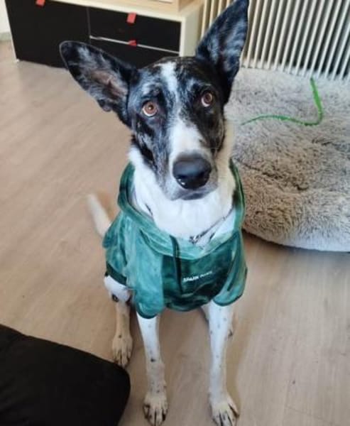 Floky seine Vermittlung ist dringend