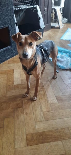 Mirika ist eine freundliche Hündin 🐾