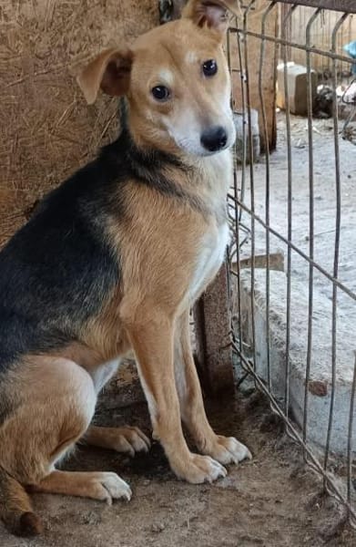 Mirika ist eine freundliche Hündin 🐾