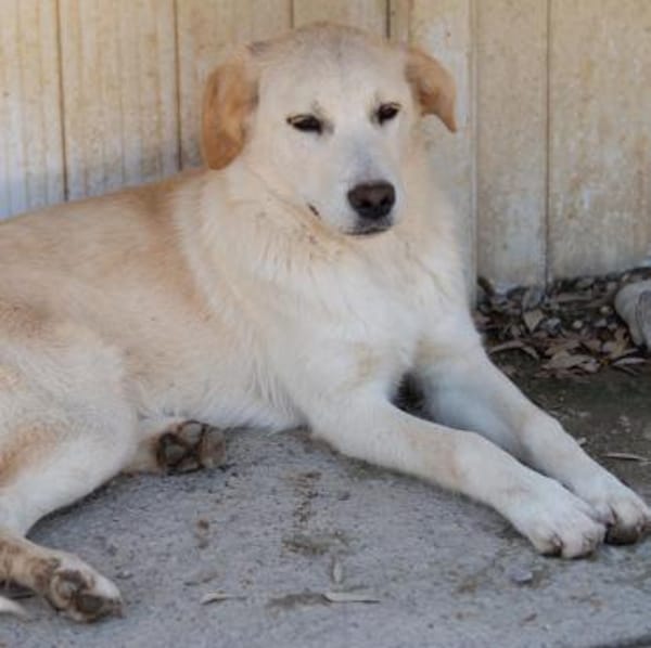 Poopi - unser Rohdiamant