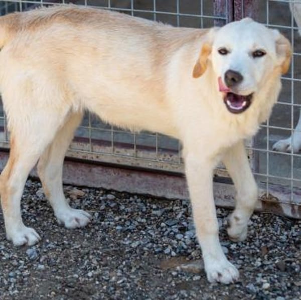 Poopi - unser Rohdiamant