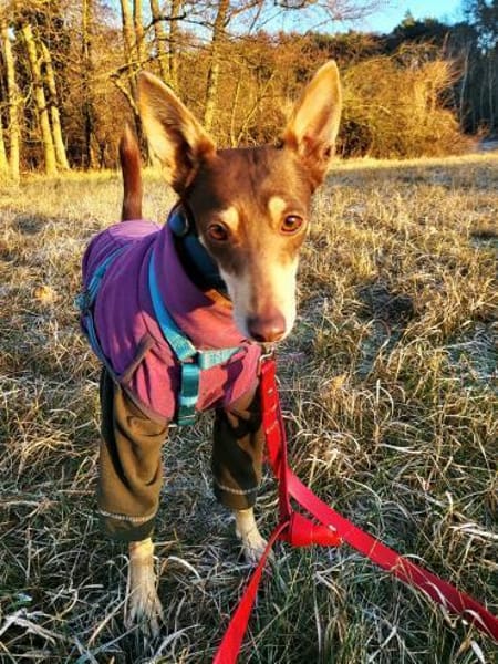 Nelly - Podenco Orito Hündin sucht