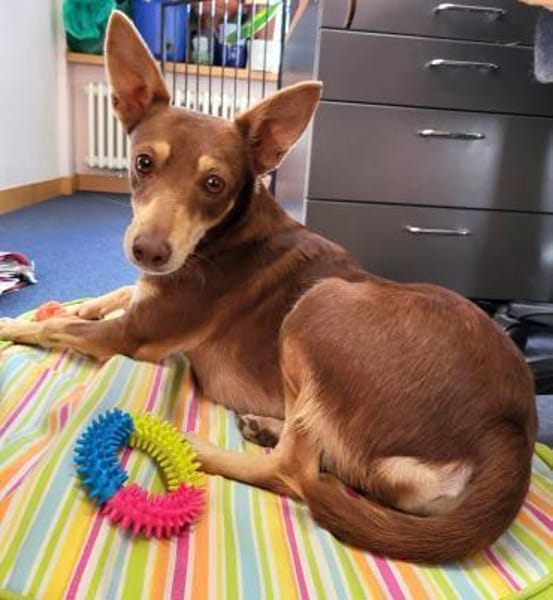 Nelly - Podenco Orito Hündin sucht