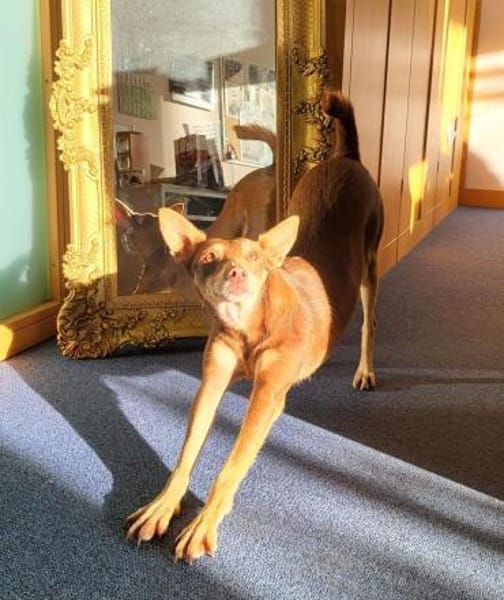 Nelly - Podenco Orito Hündin sucht