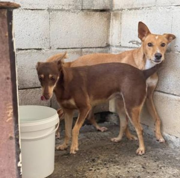 Nelly - Podenco Orito Hündin sucht