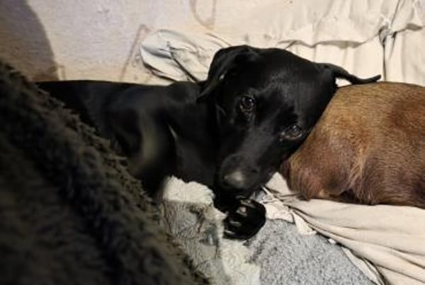 Jung gebliebene Seniorin sucht