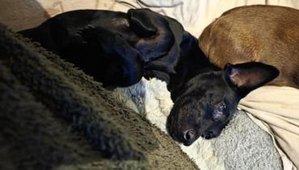 Jung gebliebene Seniorin sucht