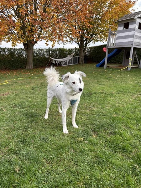 Kuscheliger Charlie sucht aktives Heim