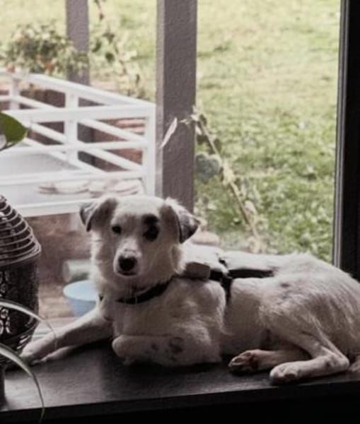 Kuscheliger Charlie sucht aktives Heim