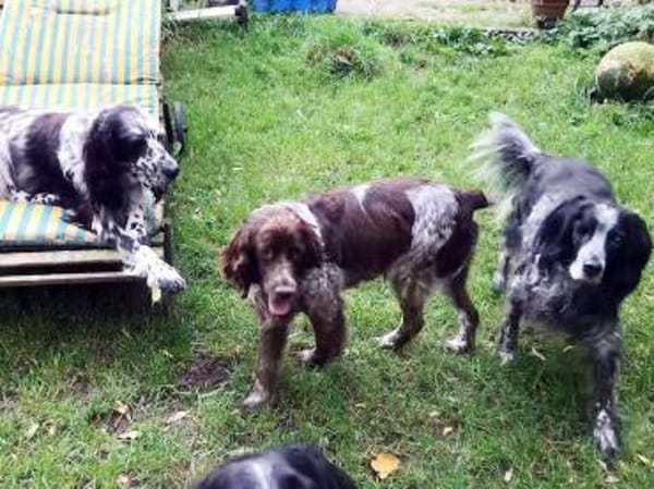 Bella  Zukunft pfötchenringend gesucht