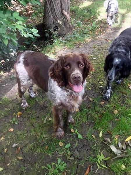 Bella  Zukunft pfötchenringend gesucht