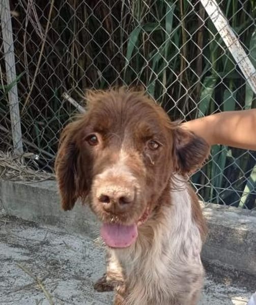 Bella  Zukunft pfötchenringend gesucht