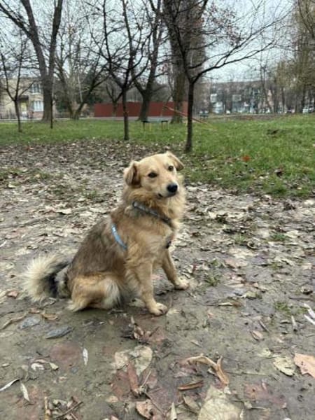 Toffik sucht sein liebevolles Zuhause