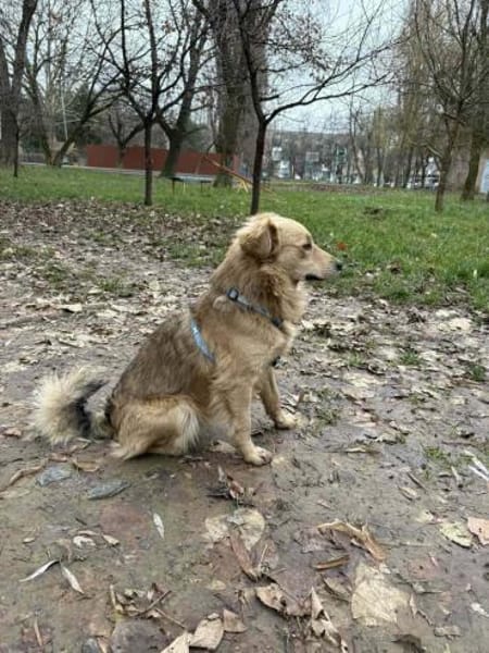 Toffik sucht sein liebevolles Zuhause