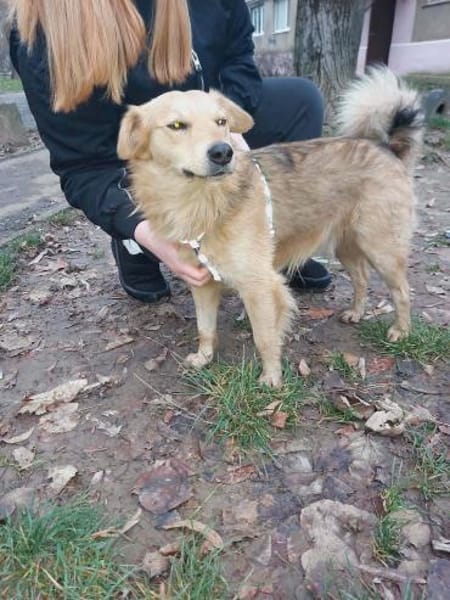 Toffik sucht sein liebevolles Zuhause