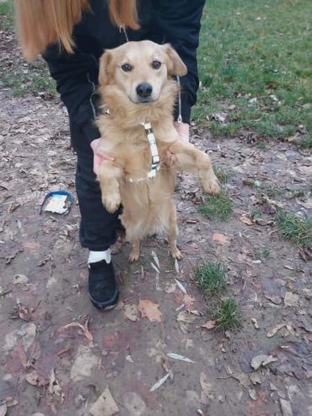 Toffik sucht sein liebevolles Zuhause