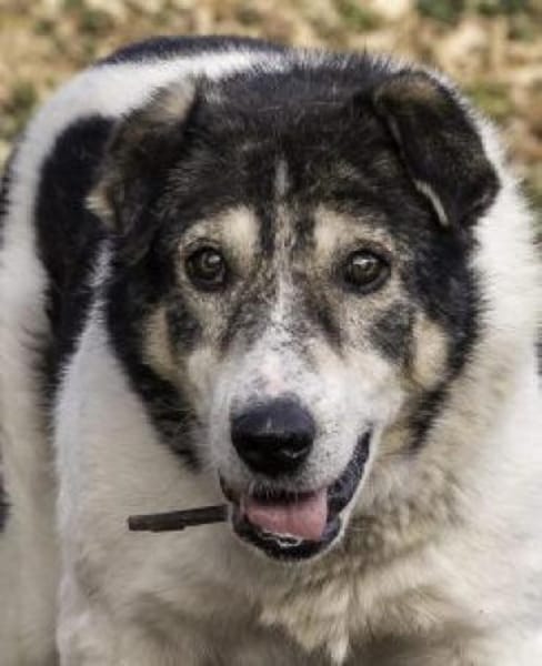 Moshu 50 cm (Pflegestelle)