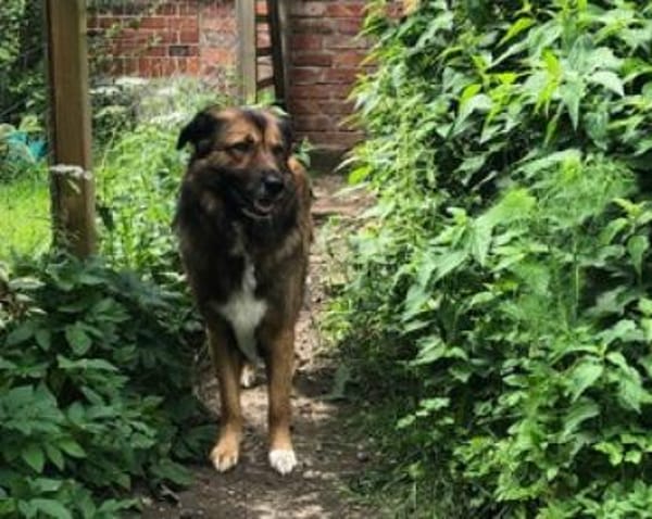 Nevi sucht sein Zuhause