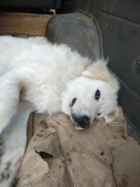 PAUL -ausgeglichener Maremmano Rüde