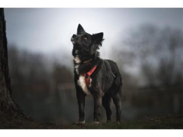 Anki - wartet in 57632 Ziegenhain