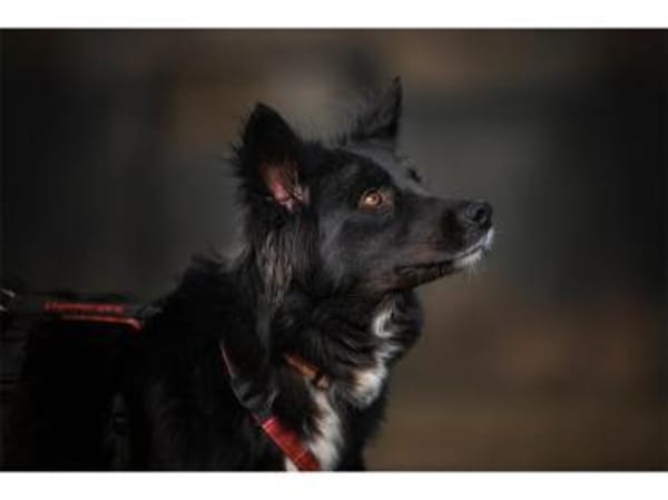 Anki - wartet in 57632 Ziegenhain