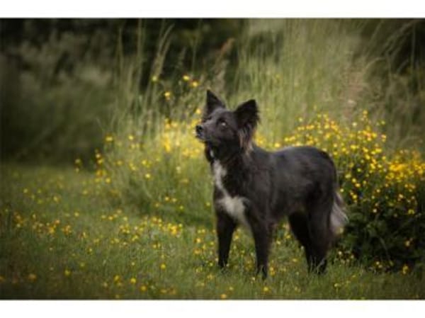 Anki - wartet in 57632 Ziegenhain