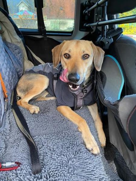 Ella -zur Pflege in 27798 Hude-