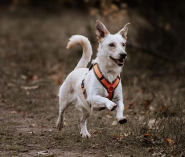 ARES -möchte Zweithund werden-