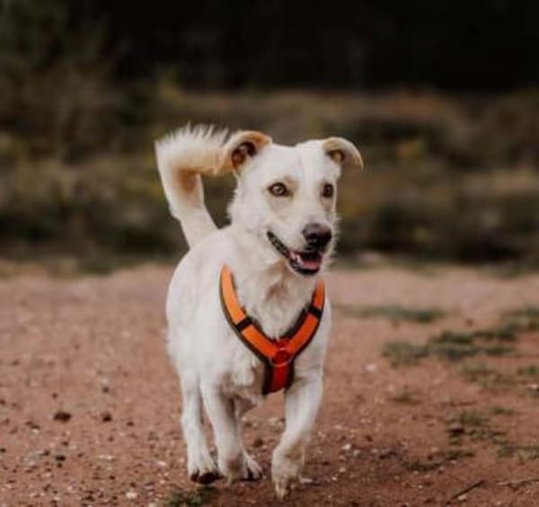 ARES -möchte Zweithund werden-