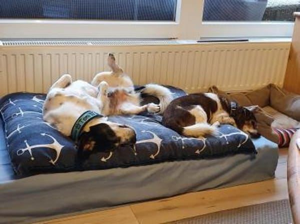 TILU * liebt es gemütlich und ruhig