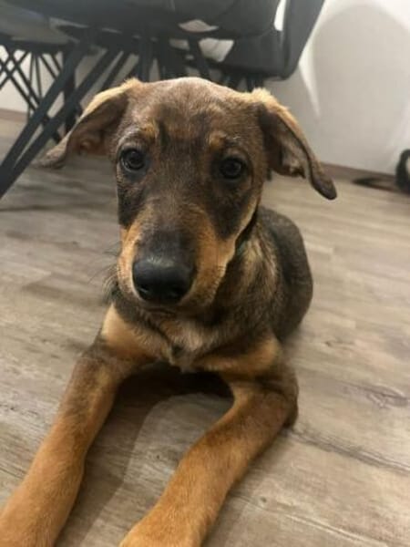 TOFFIE * Gute-Laune-Welpen-Junge