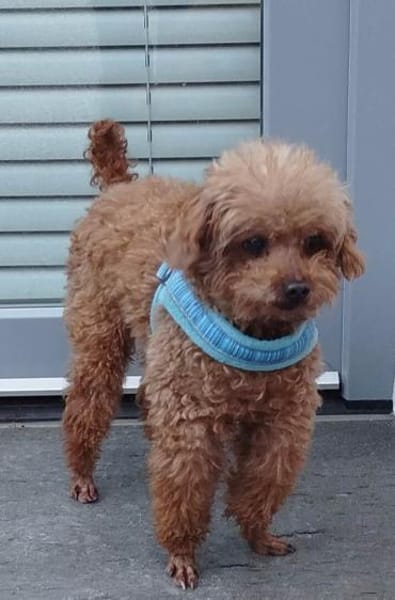 Pino sucht ein Zuhause