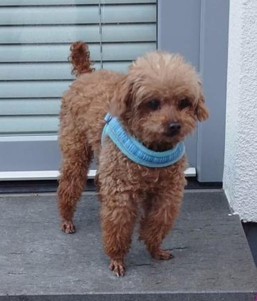 Pino sucht ein Zuhause