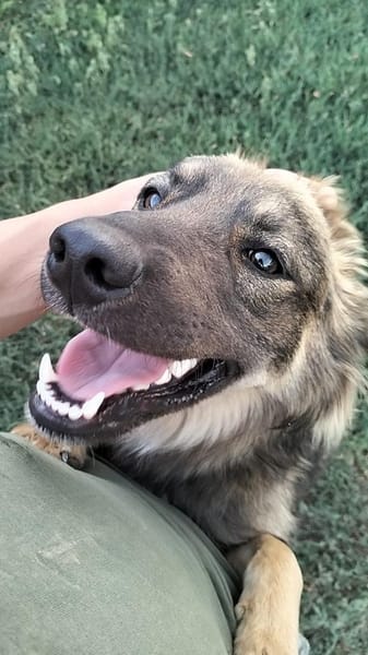 Max sucht ein Zuhause