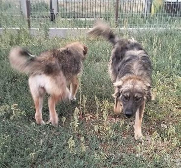 Max sucht ein Zuhause