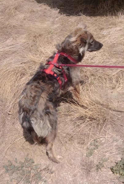 Max sucht ein Zuhause