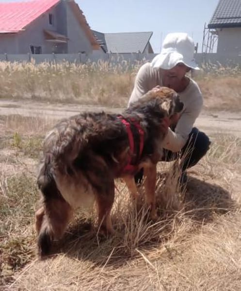 Max sucht ein Zuhause