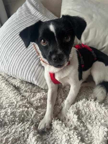 Junge Hündin Fifi sucht ein Zuhause