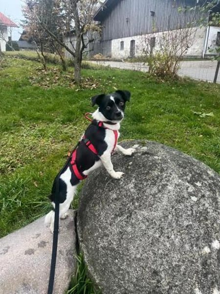 Junge Hündin Fifi sucht ein Zuhause