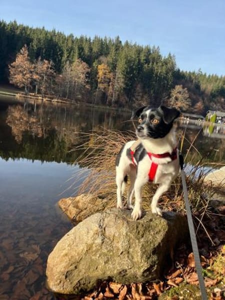 Junge Hündin Fifi sucht ein Zuhause