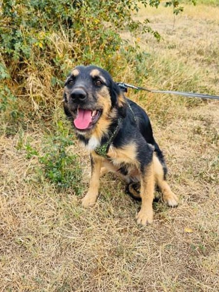 Nicho ein verschmuster Rüde