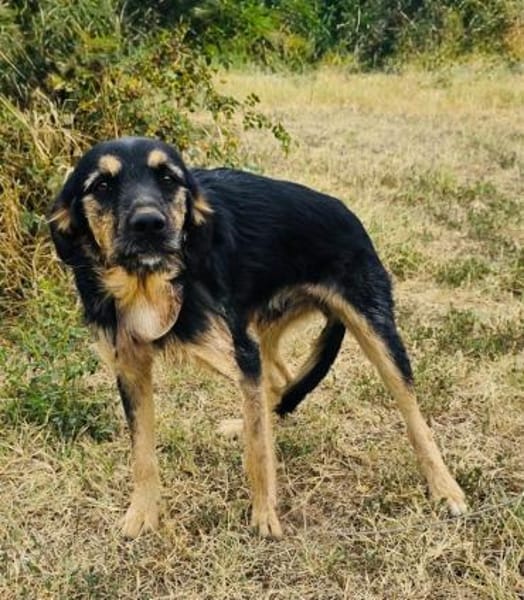 Nicho ein verschmuster Rüde