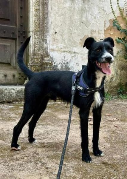 Chiclete - muss noch erzogen werden