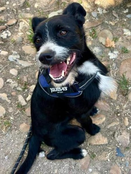 Chiclete - muss noch erzogen werden