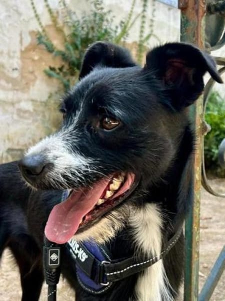 Chiclete - muss noch erzogen werden