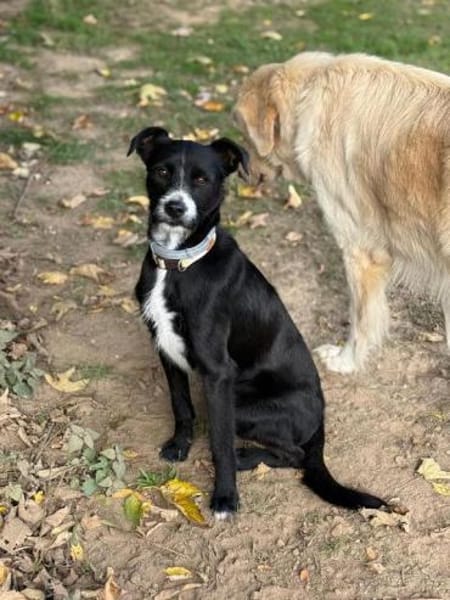 Chiclete - muss noch erzogen werden