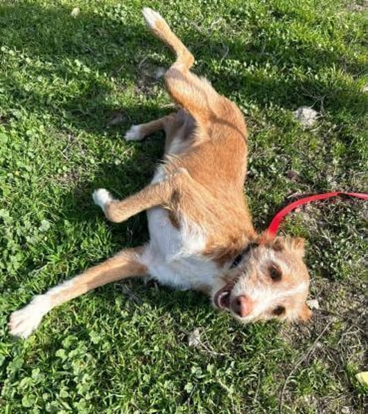 Biscuit - lass mich nicht allein