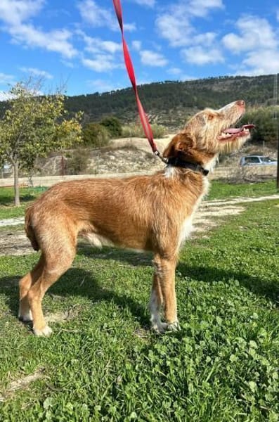 Biscuit - lass mich nicht allein